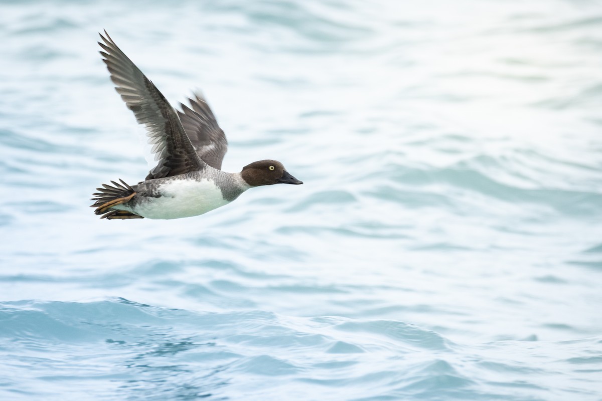 Common Goldeneye - ML643574925