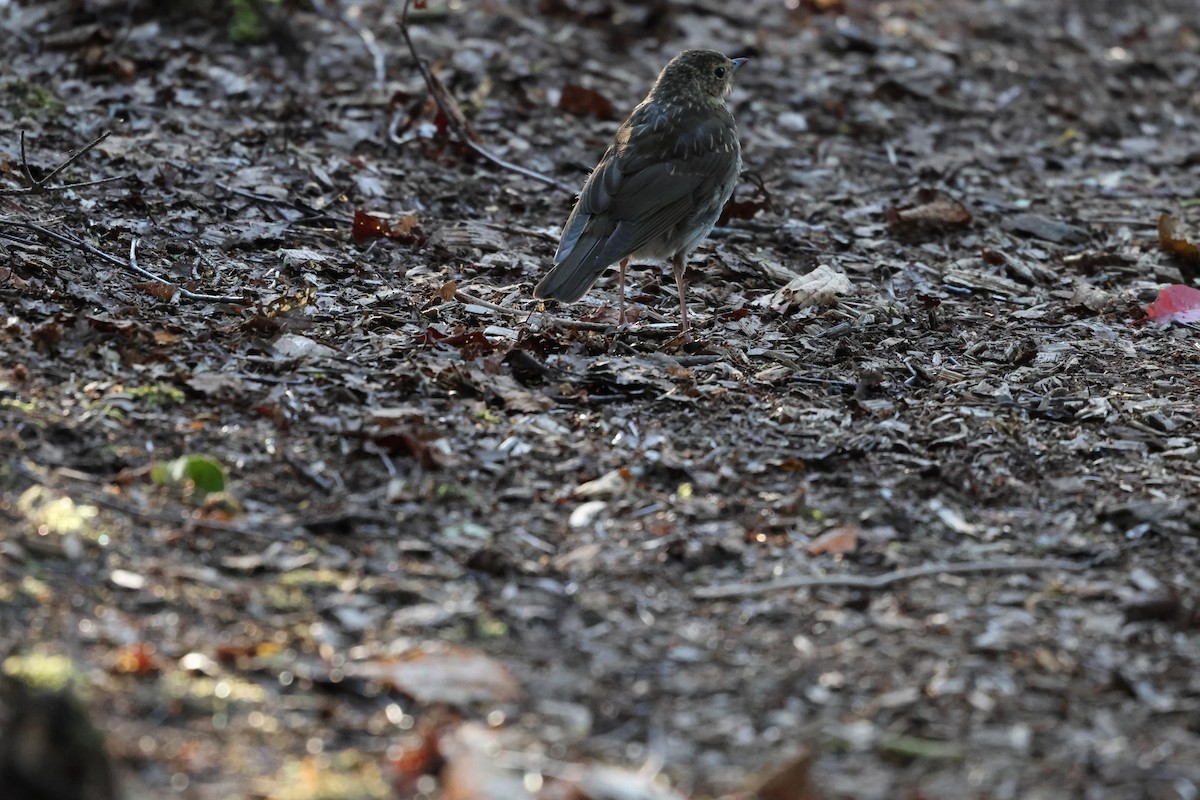 Swainson's Thrush - ML643574930
