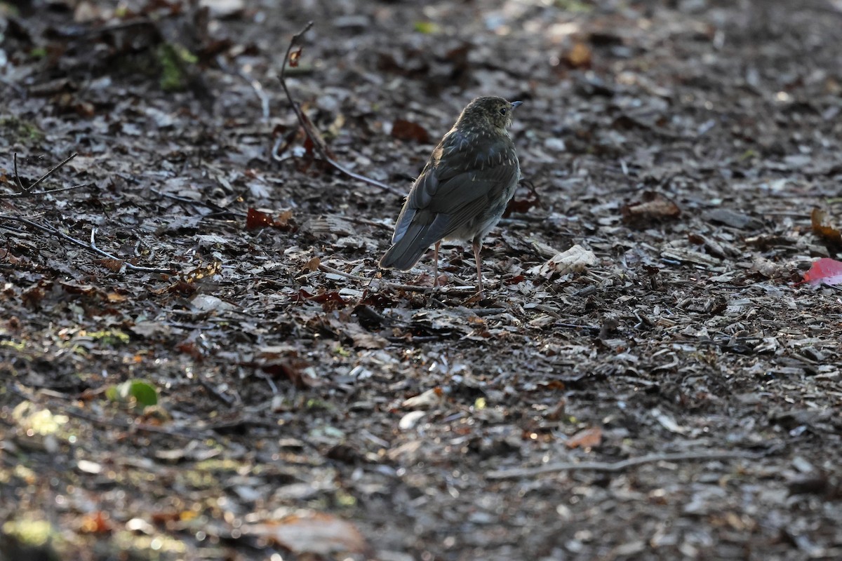 Swainson's Thrush - ML643574940