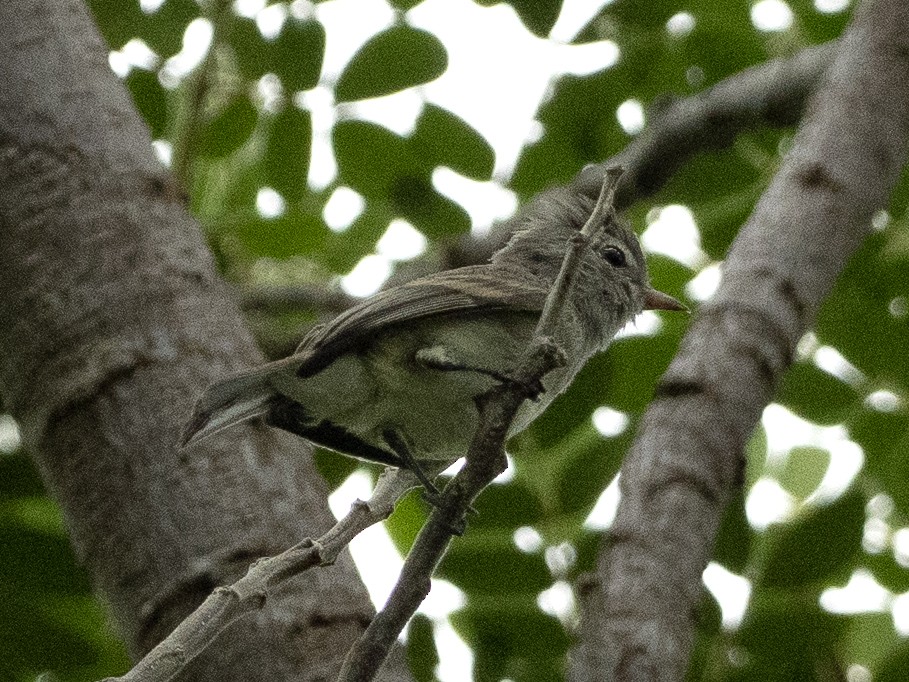 Northern Beardless-Tyrannulet - ML643574944