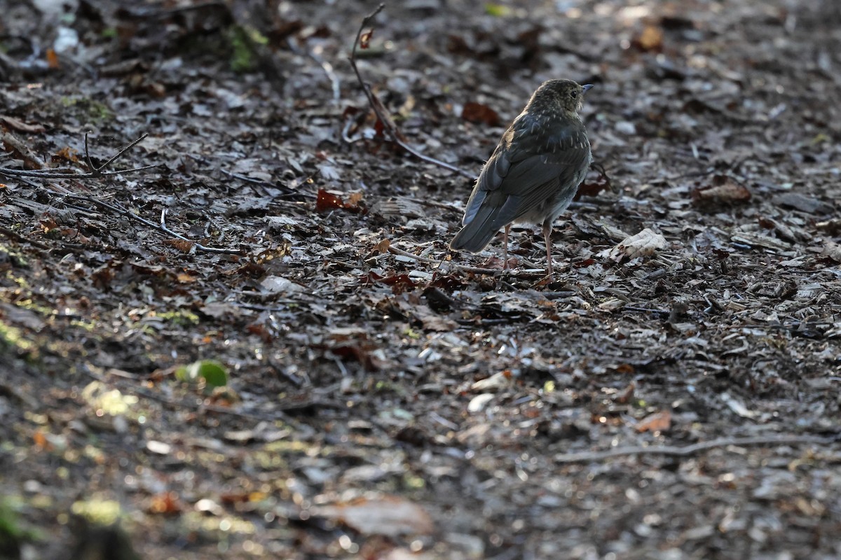 Swainson's Thrush - ML643574952