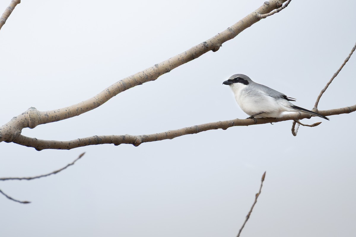 Loggerhead Shrike - ML643574955