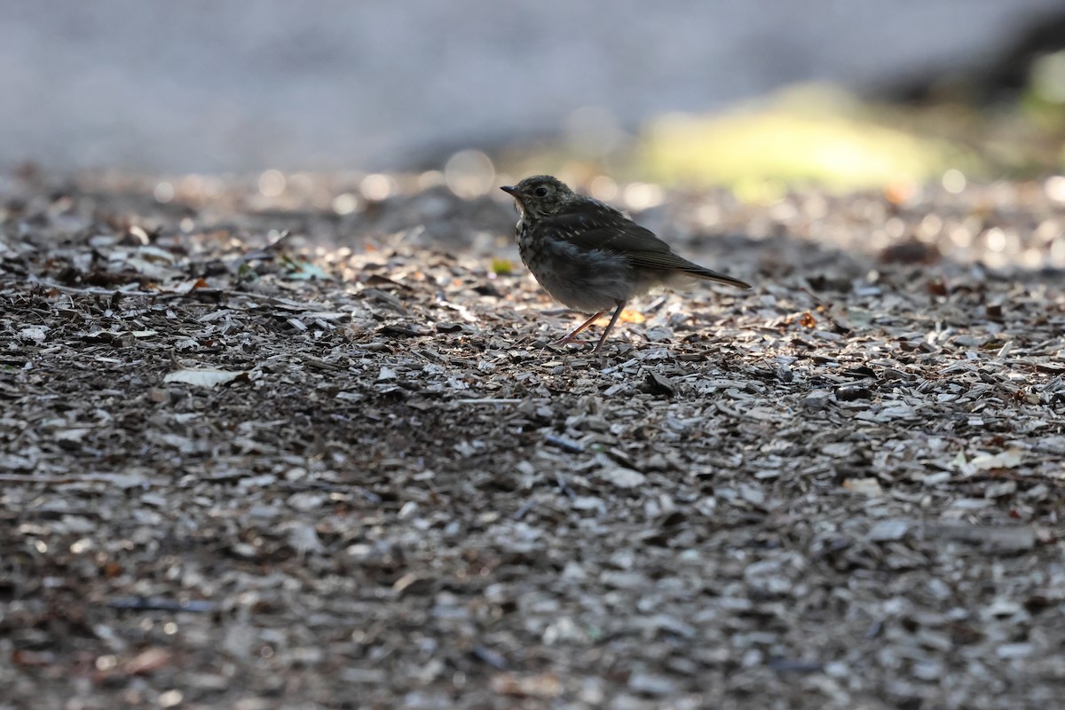 Swainson's Thrush - ML643574962
