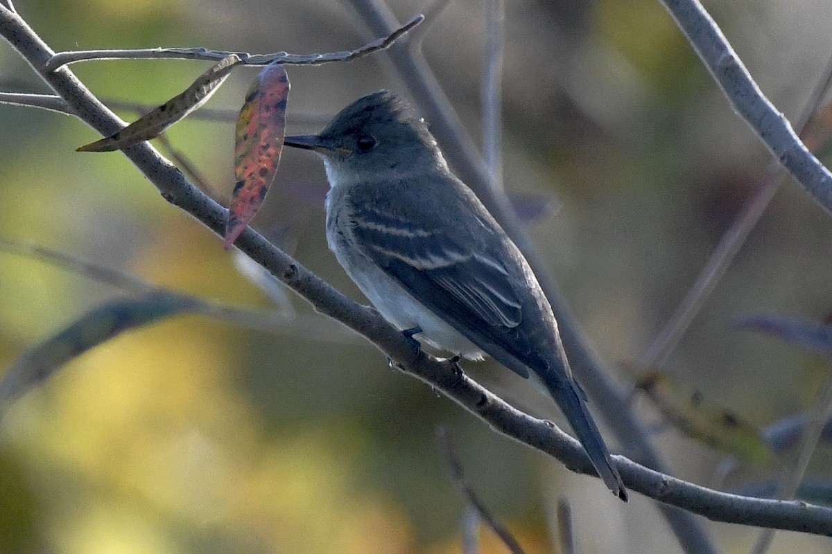 Eastern Wood-Pewee - ML643574975
