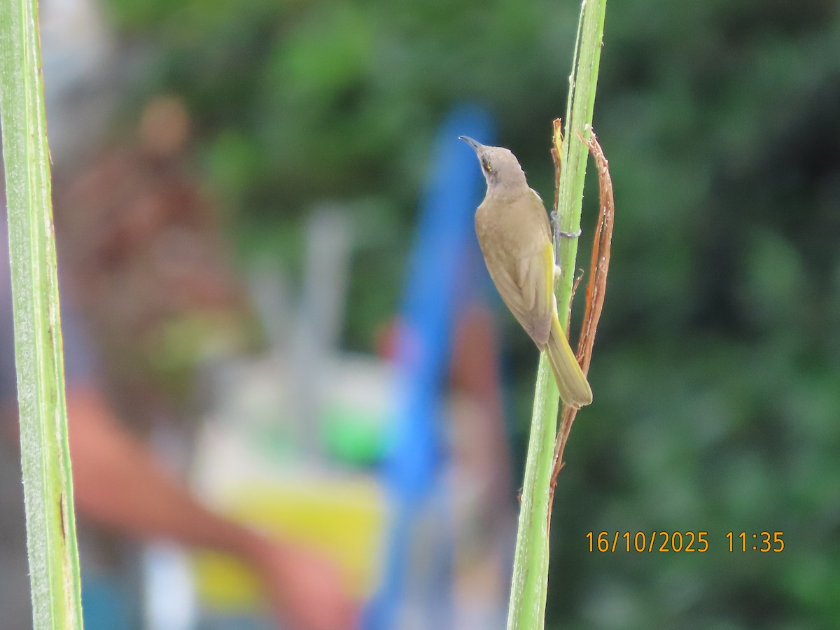 Brown Honeyeater - ML643574983