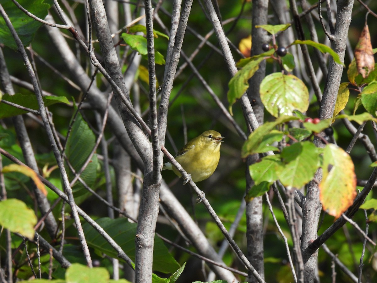 Tennessee Warbler - ML643574989