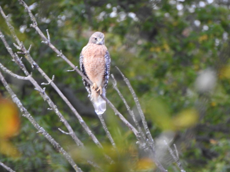 Red-shouldered Hawk - ML643575003