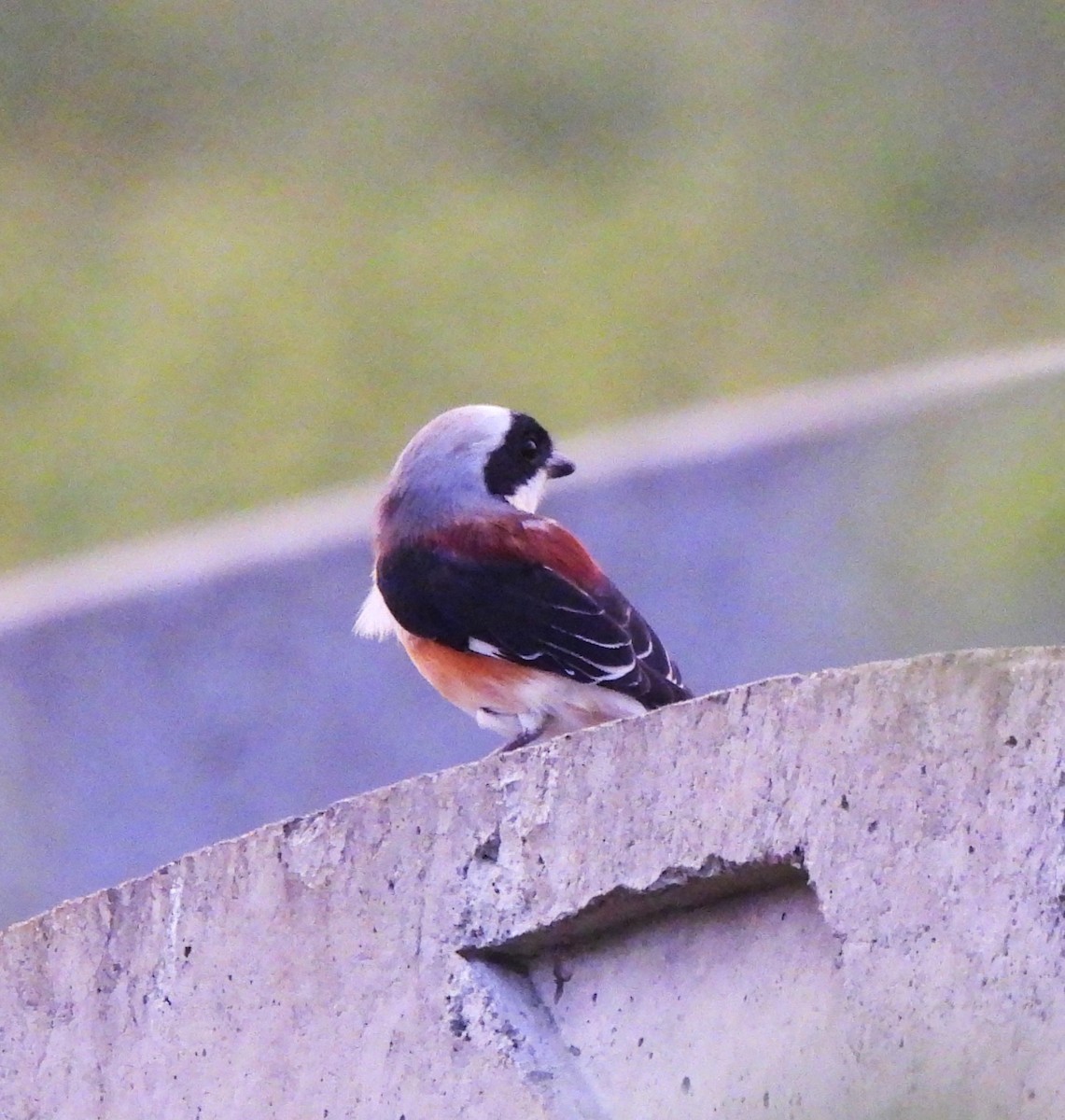 Bay-backed Shrike - ML643575005