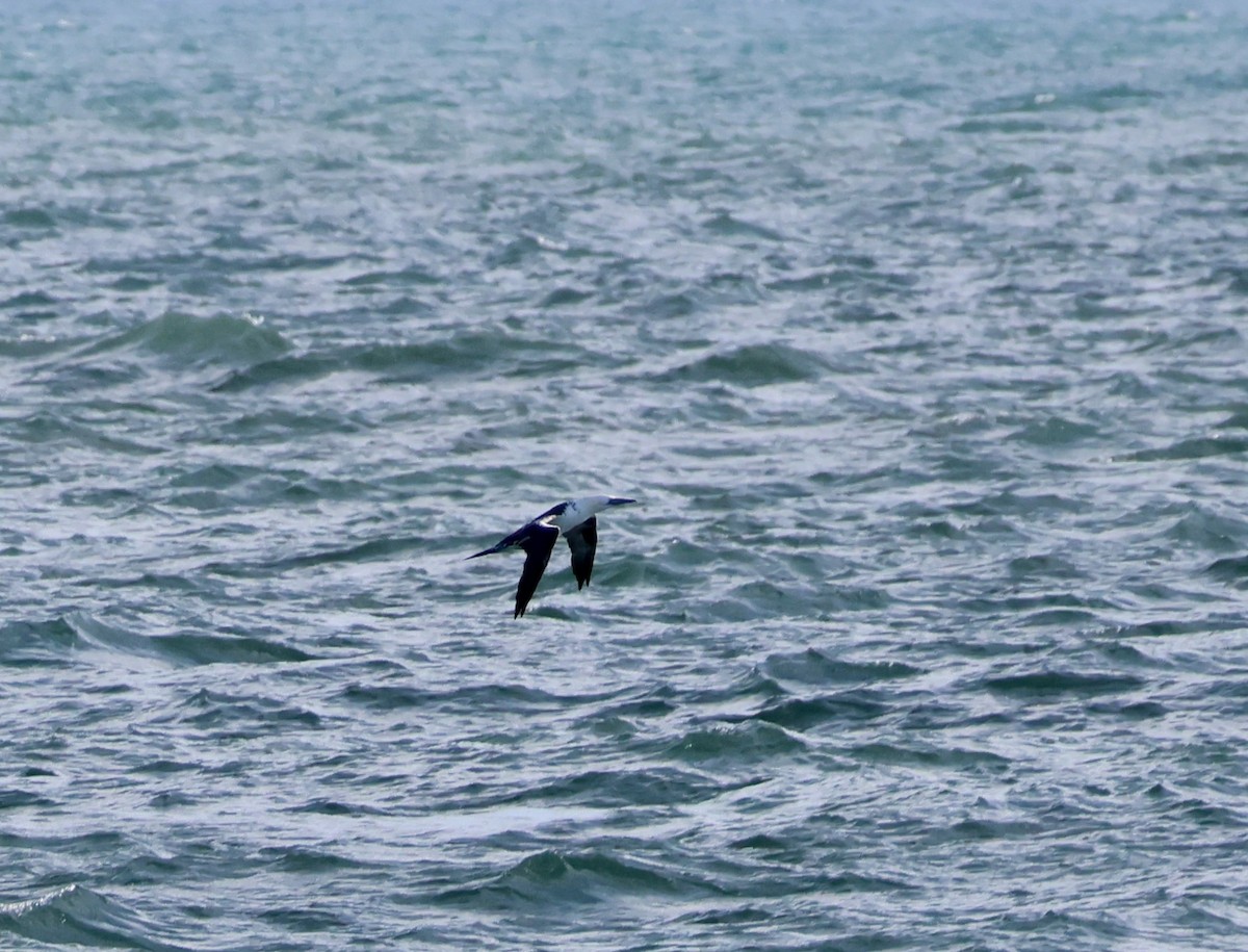 Northern Gannet - ML643575008