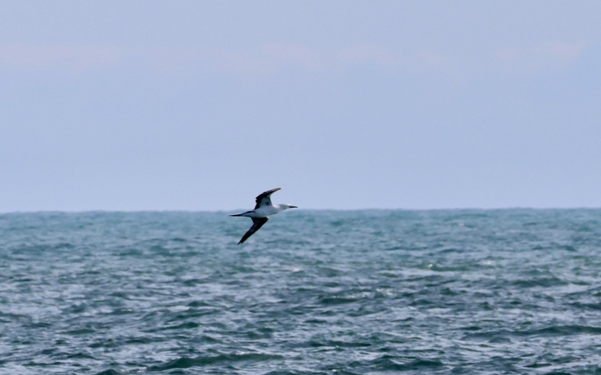 Northern Gannet - ML643575009