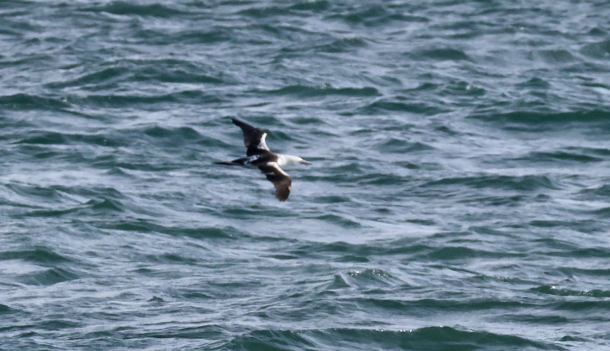 Northern Gannet - ML643575010