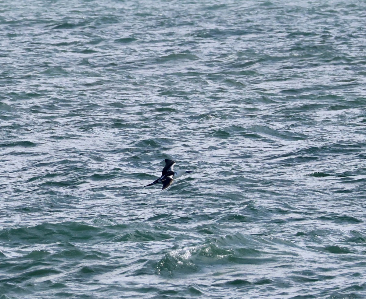 Northern Gannet - ML643575011