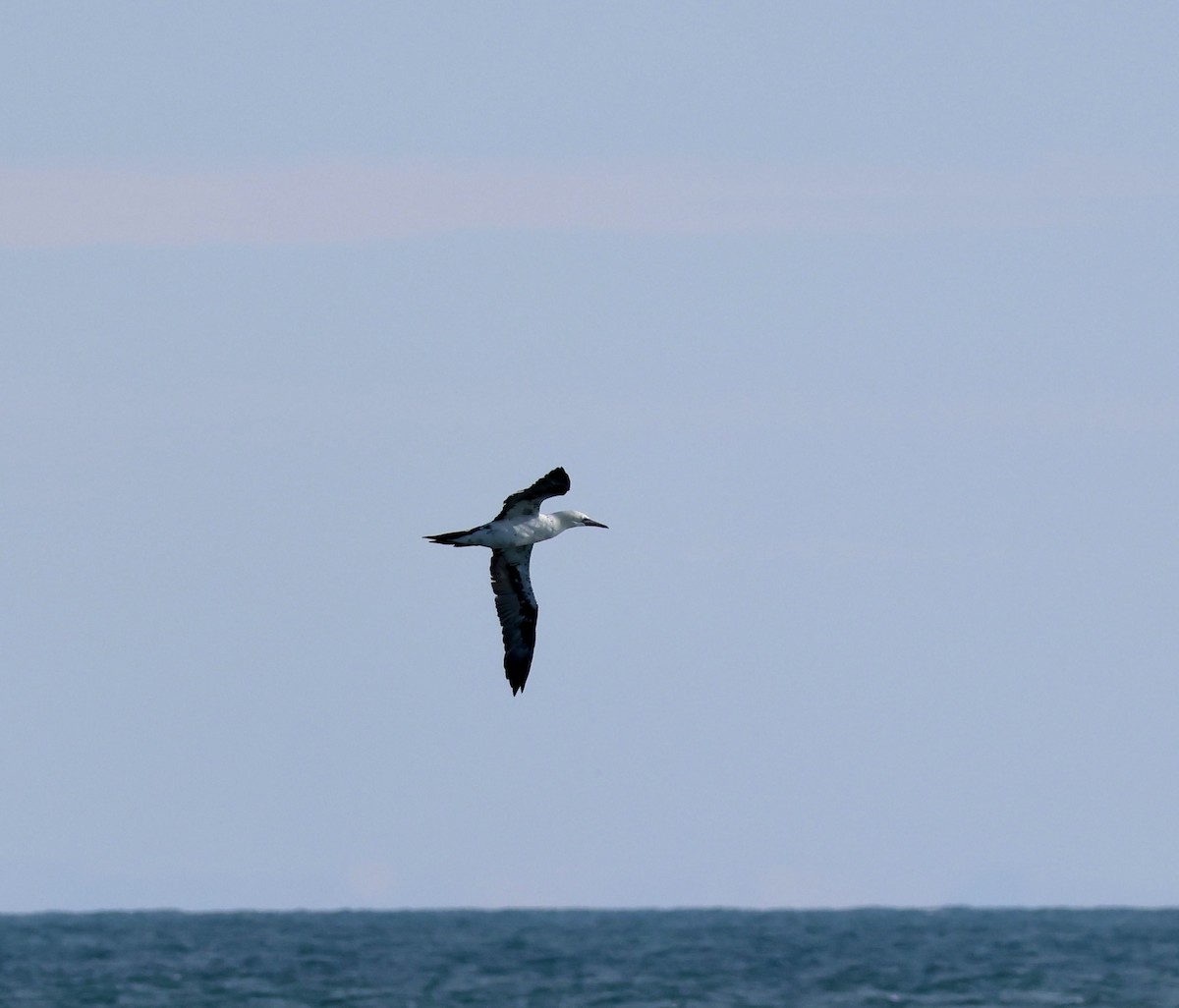 Northern Gannet - ML643575012