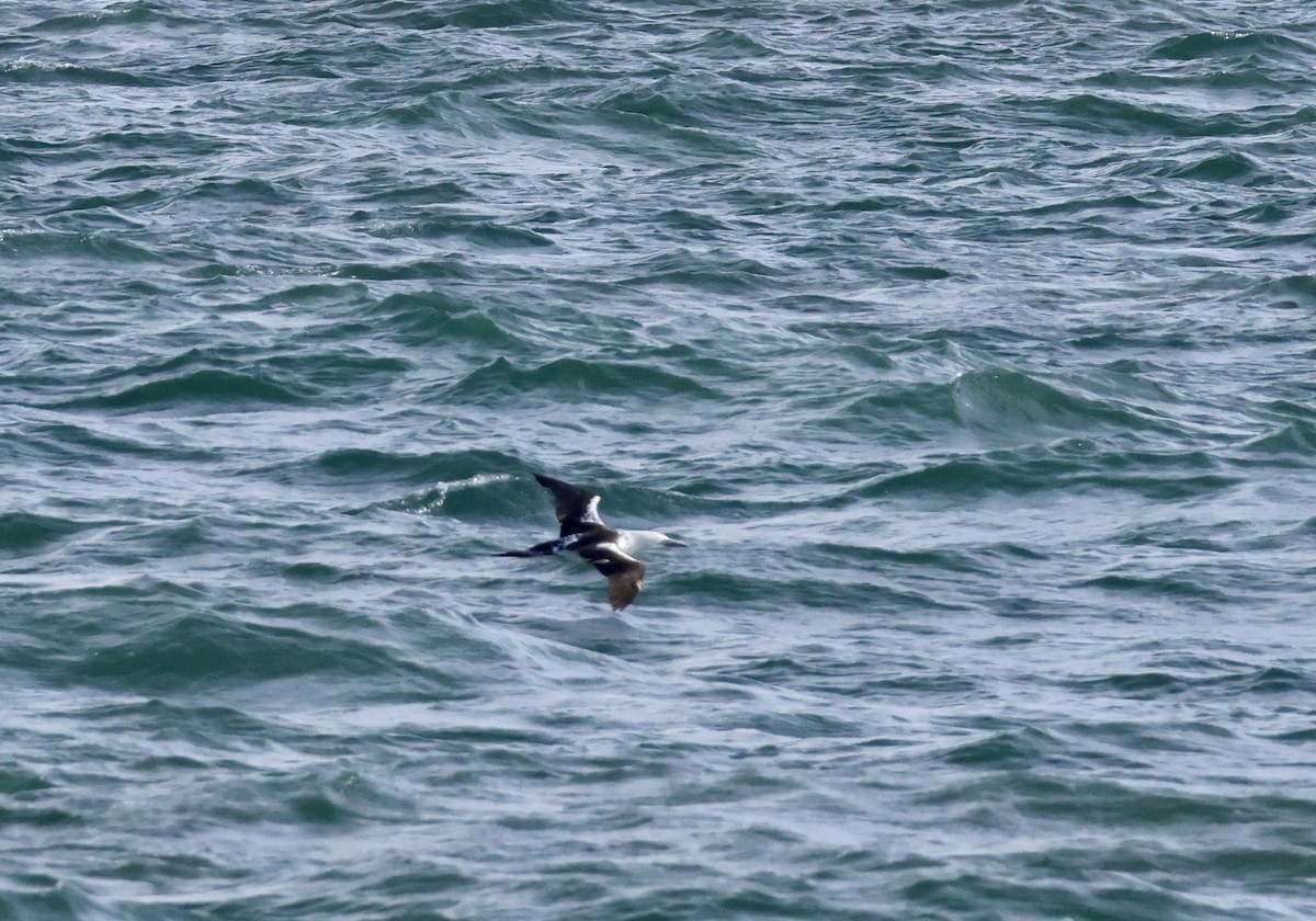 Northern Gannet - ML643575013