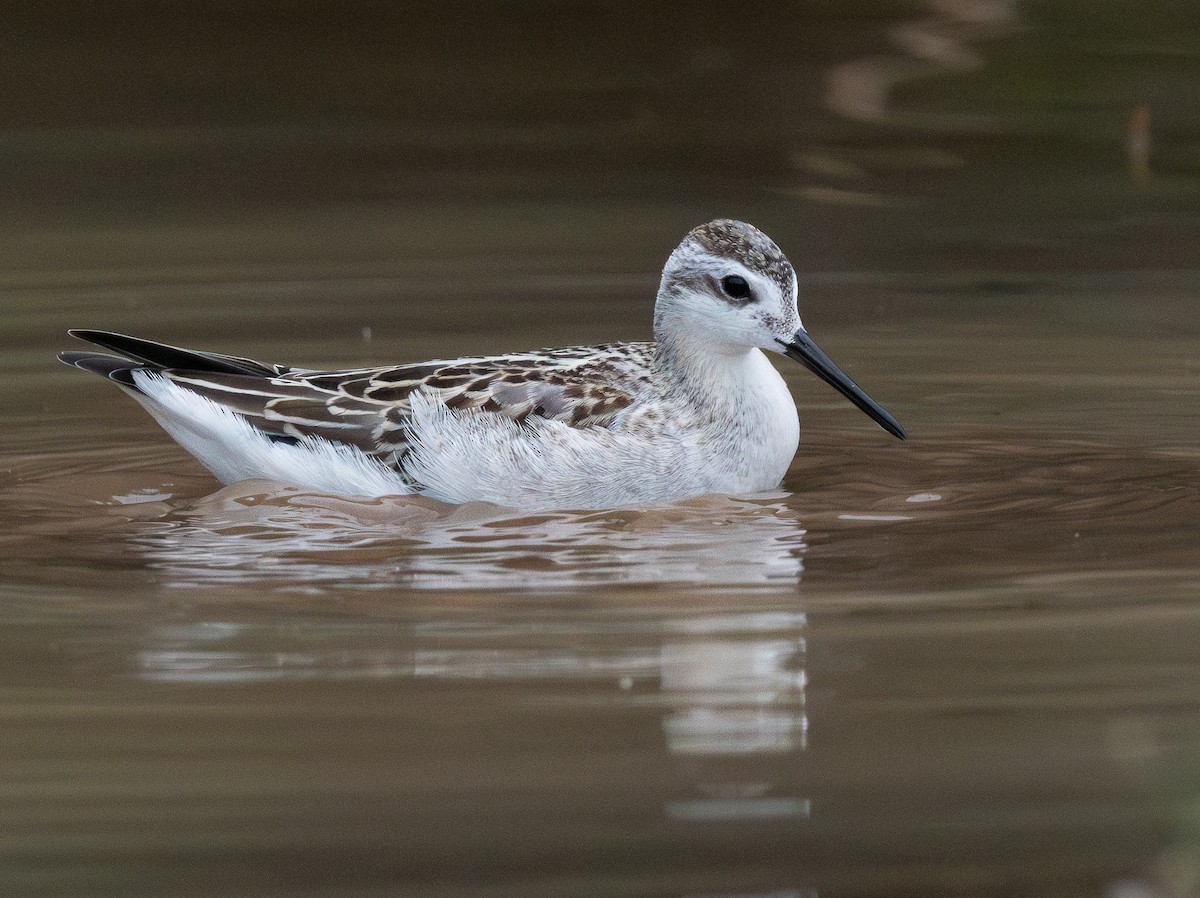Wilson's Phalarope - ML643575017