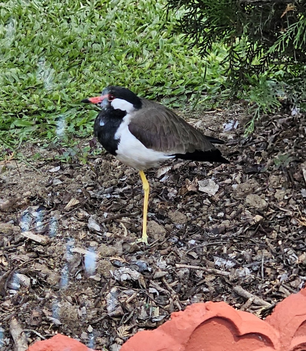 Red-wattled Lapwing - ML643575019