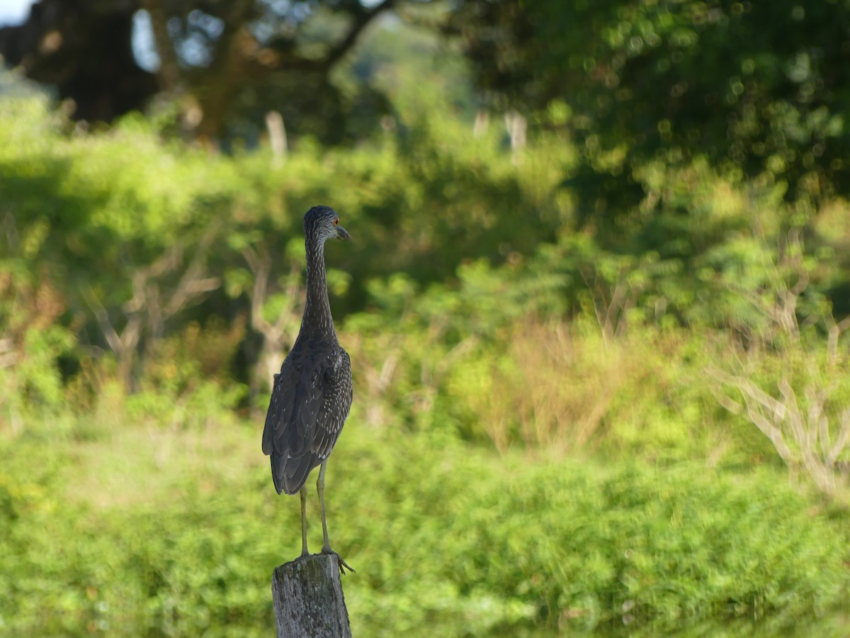 Yellow-crowned Night Heron - ML643575021