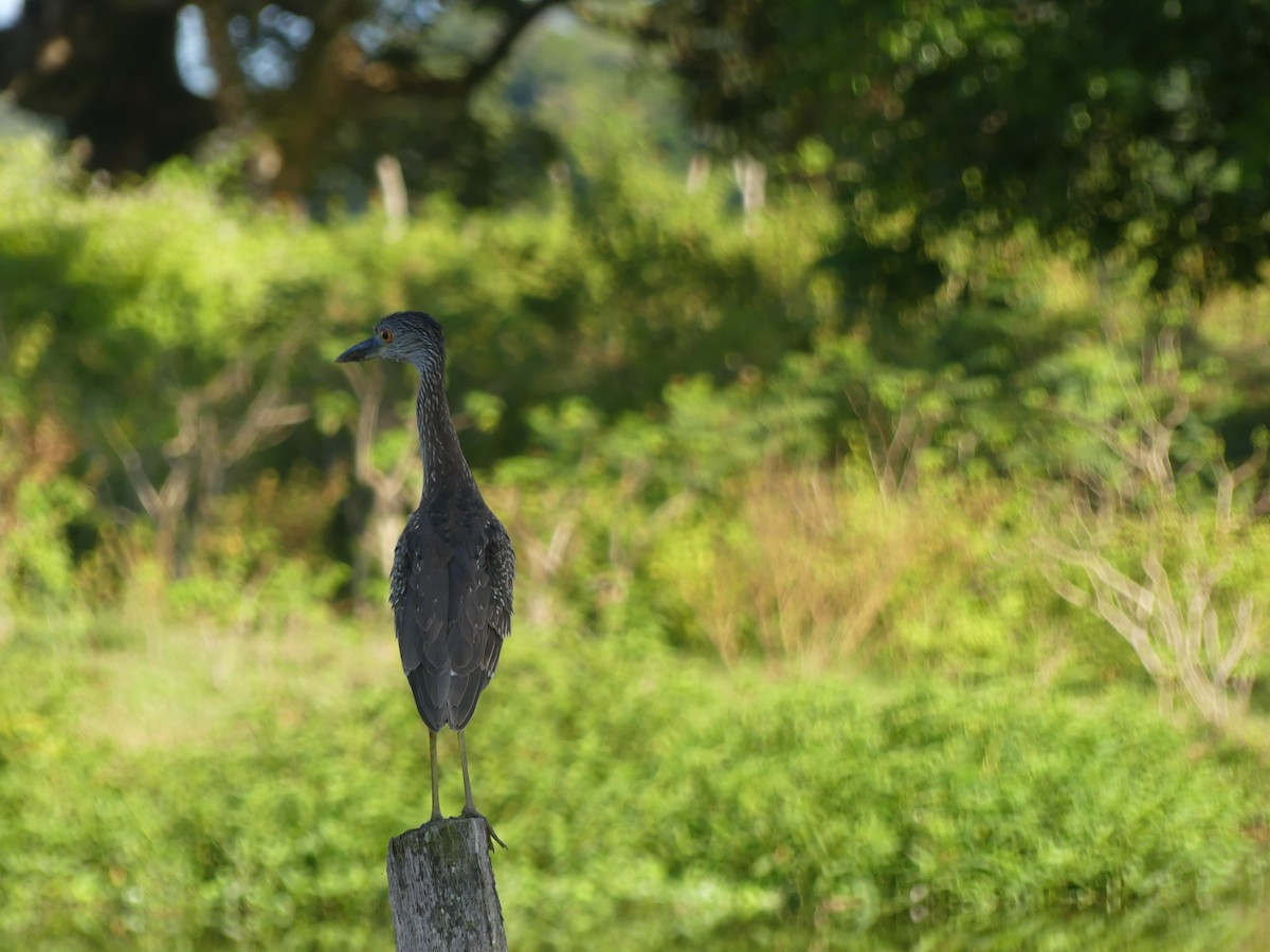 Yellow-crowned Night Heron - ML643575029