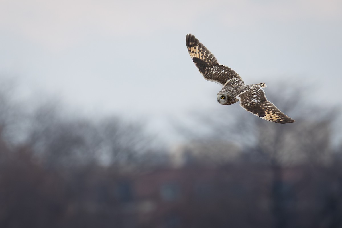 Short-eared Owl - ML643575036