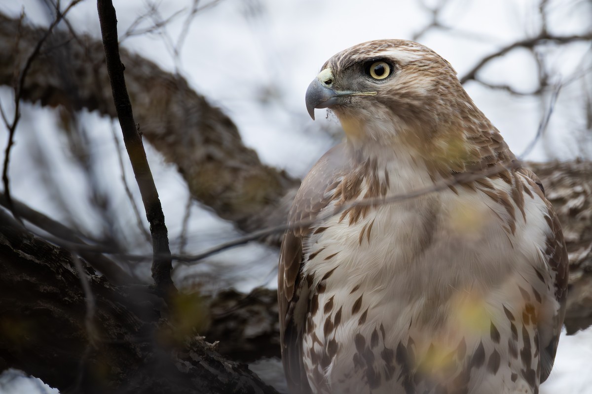 Red-tailed Hawk - ML643575039