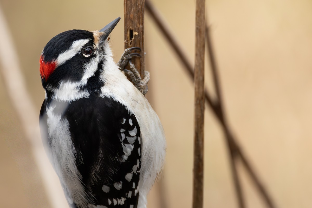 Downy Woodpecker - ML643575048