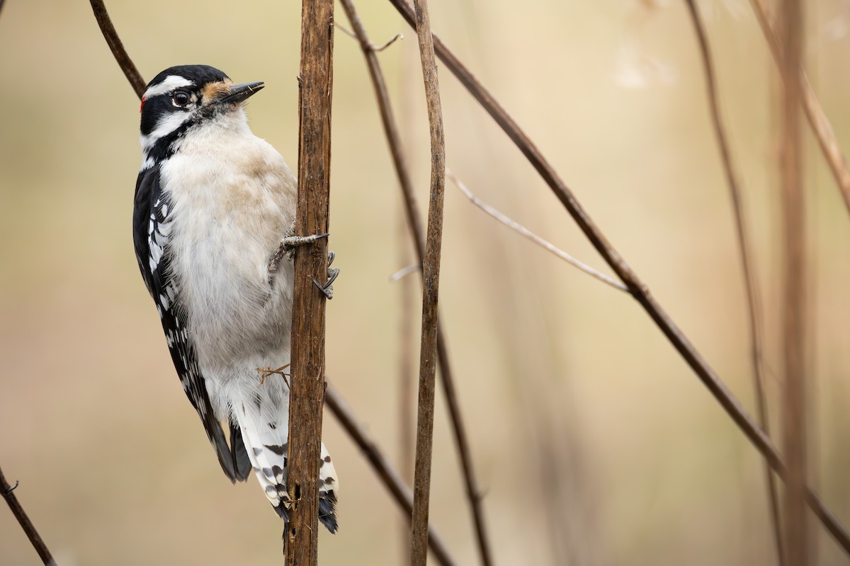 Downy Woodpecker - ML643575049