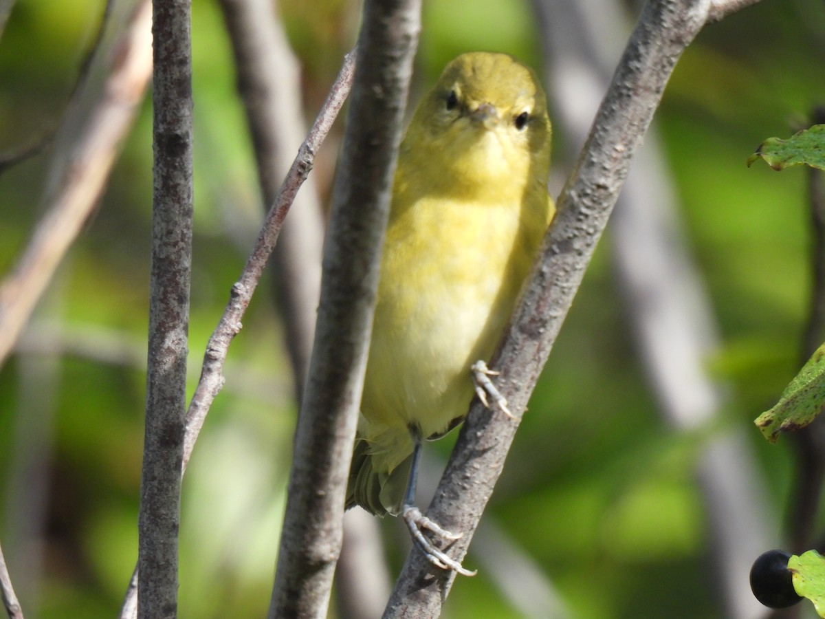Tennessee Warbler - ML643575051
