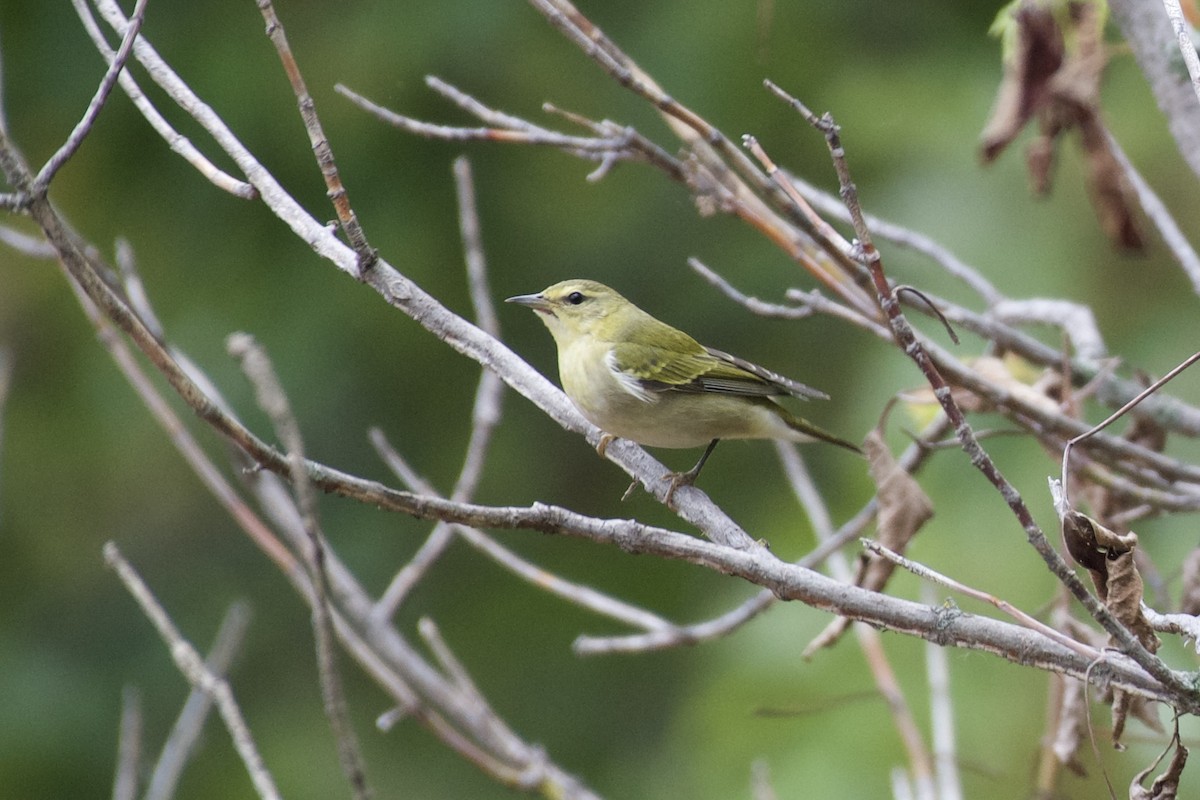 Tennessee Warbler - ML643575058