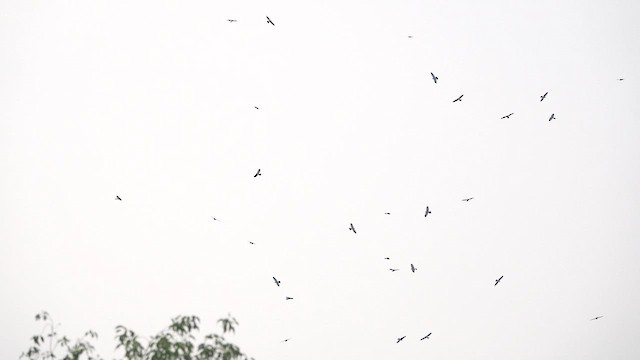Gray-faced Buzzard - ML643575063