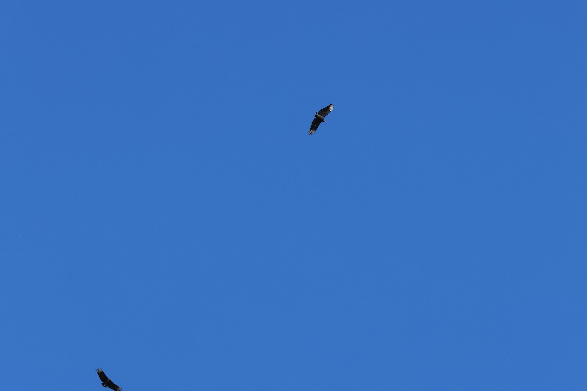 Black Vulture - ML643575066