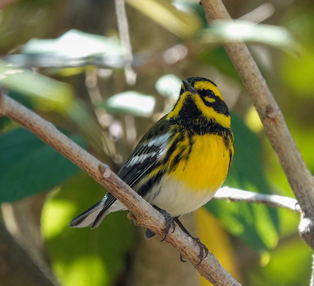 Townsend's Warbler - ML643575069