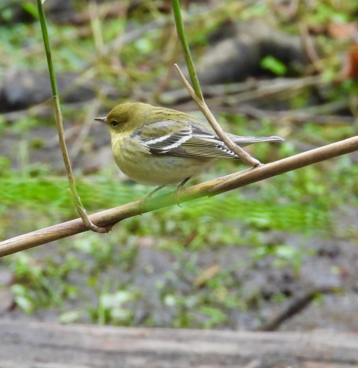 Blackpoll Warbler - ML643575078