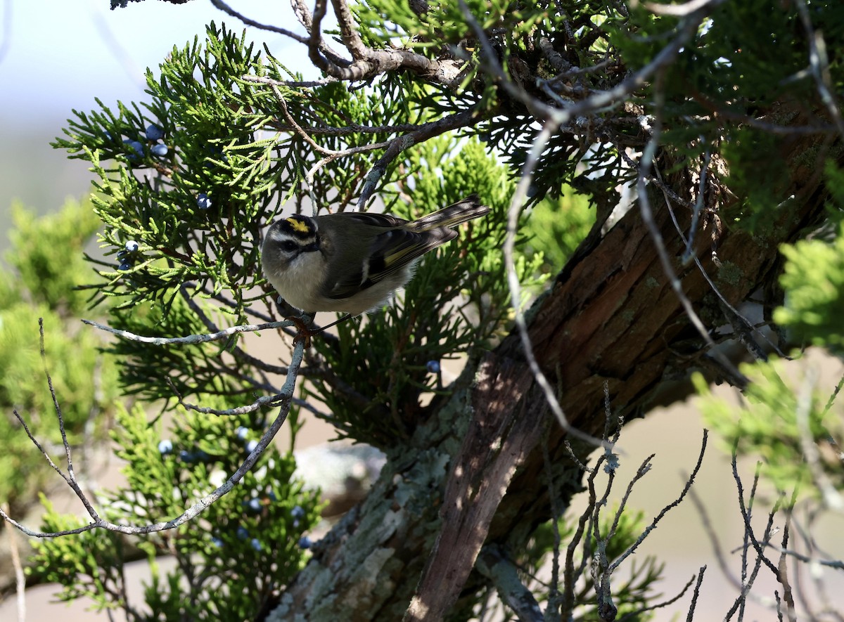 Golden-crowned Kinglet - ML643575081