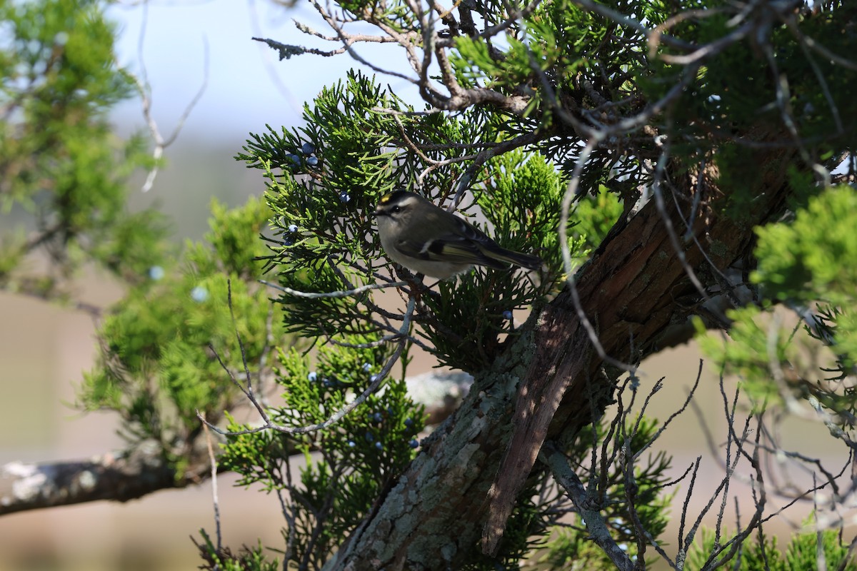Golden-crowned Kinglet - ML643575082