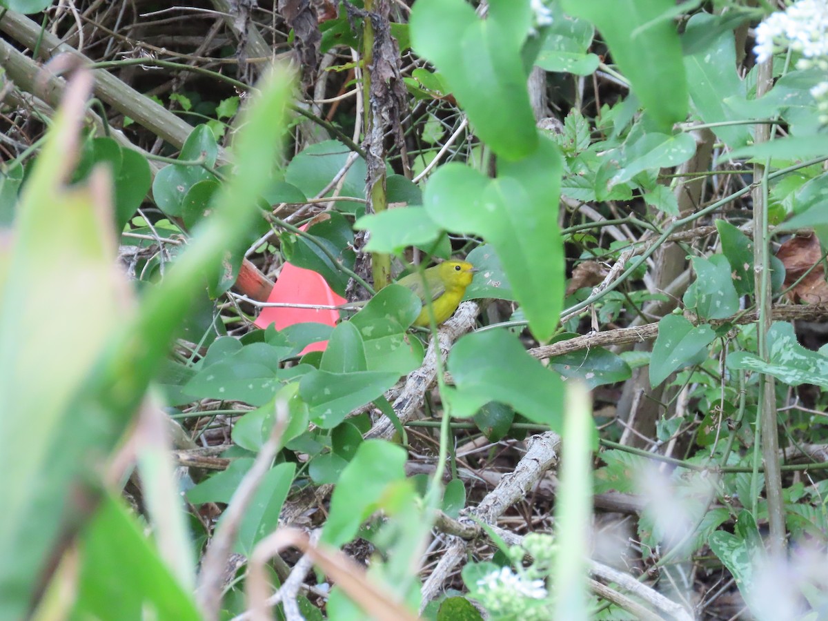 Wilson's Warbler - ML643575083
