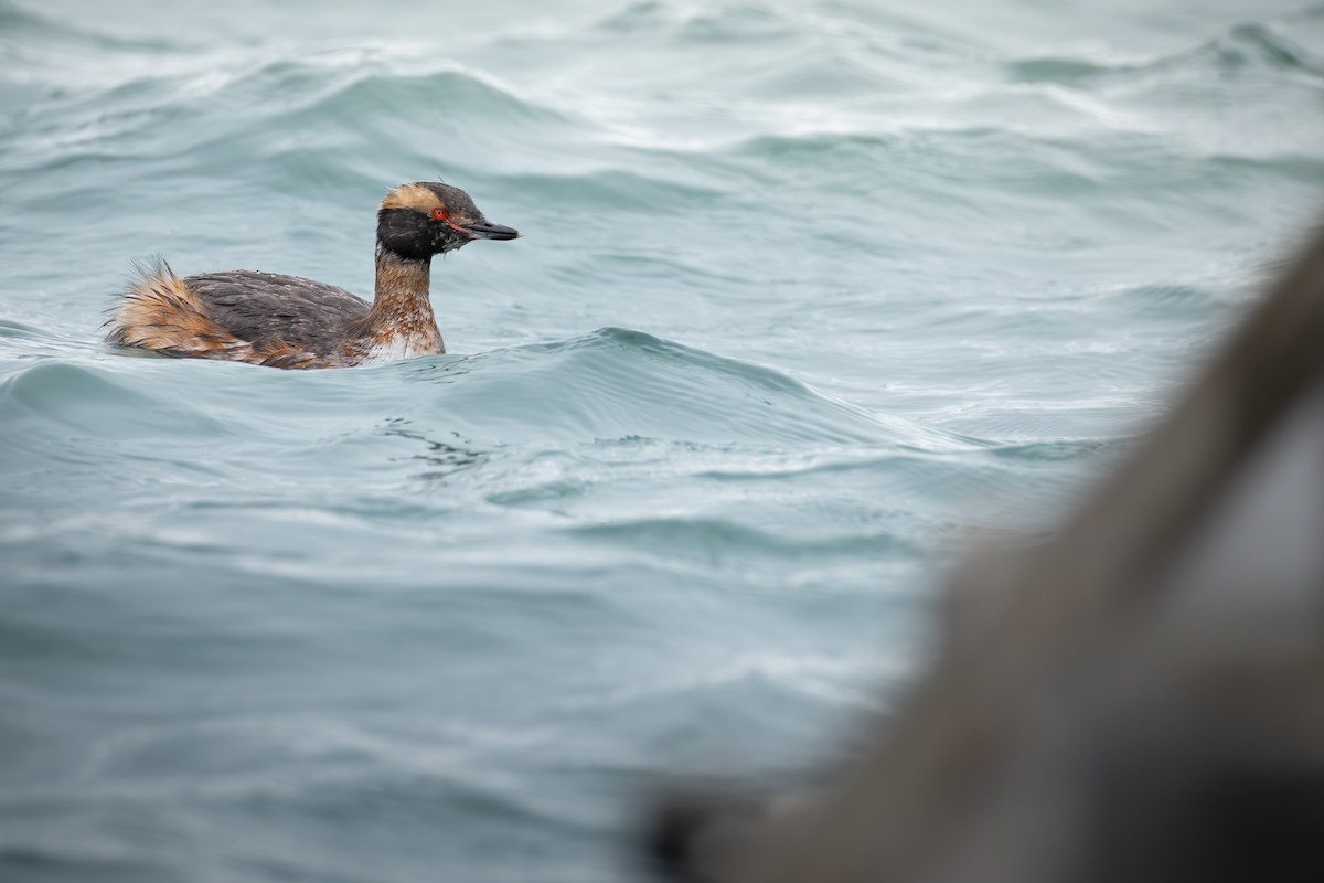 Horned Grebe - ML643575093
