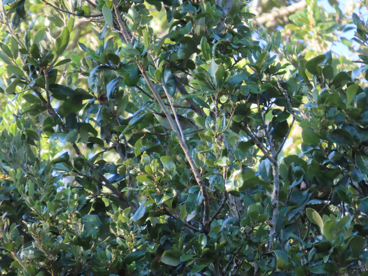 Red-eyed Vireo - ML643575102