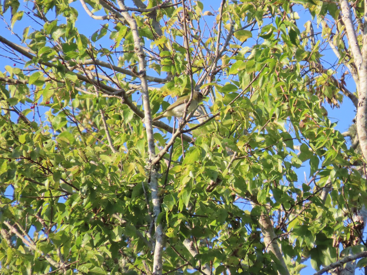 Red-eyed Vireo - ML643575106