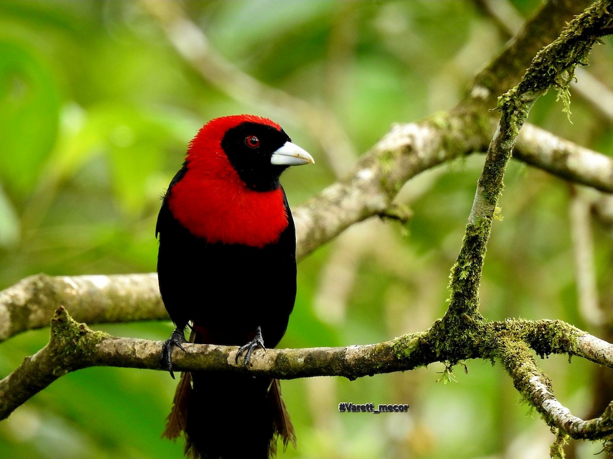 Crimson-collared Tanager - ML643575120