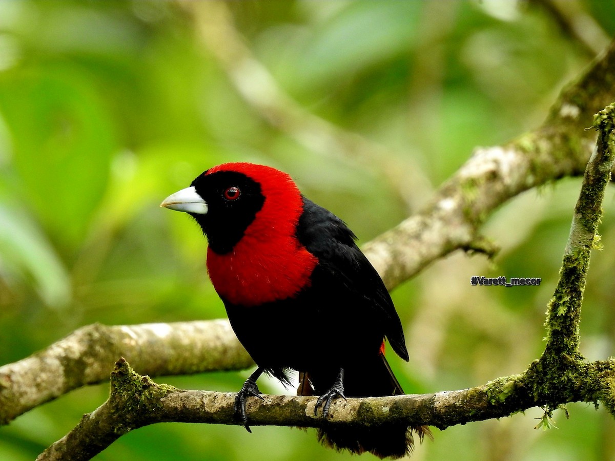 Crimson-collared Tanager - ML643575122