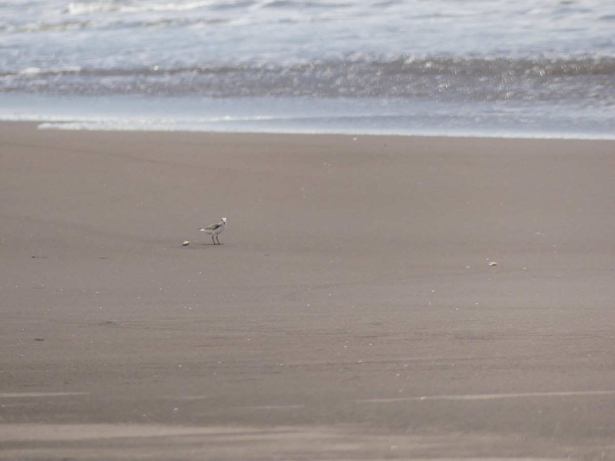 Sanderling - ML643575124