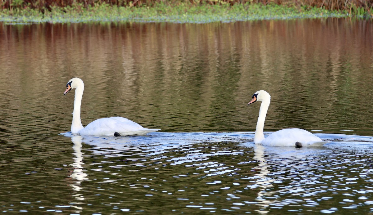 Höckerschwan - ML643575159