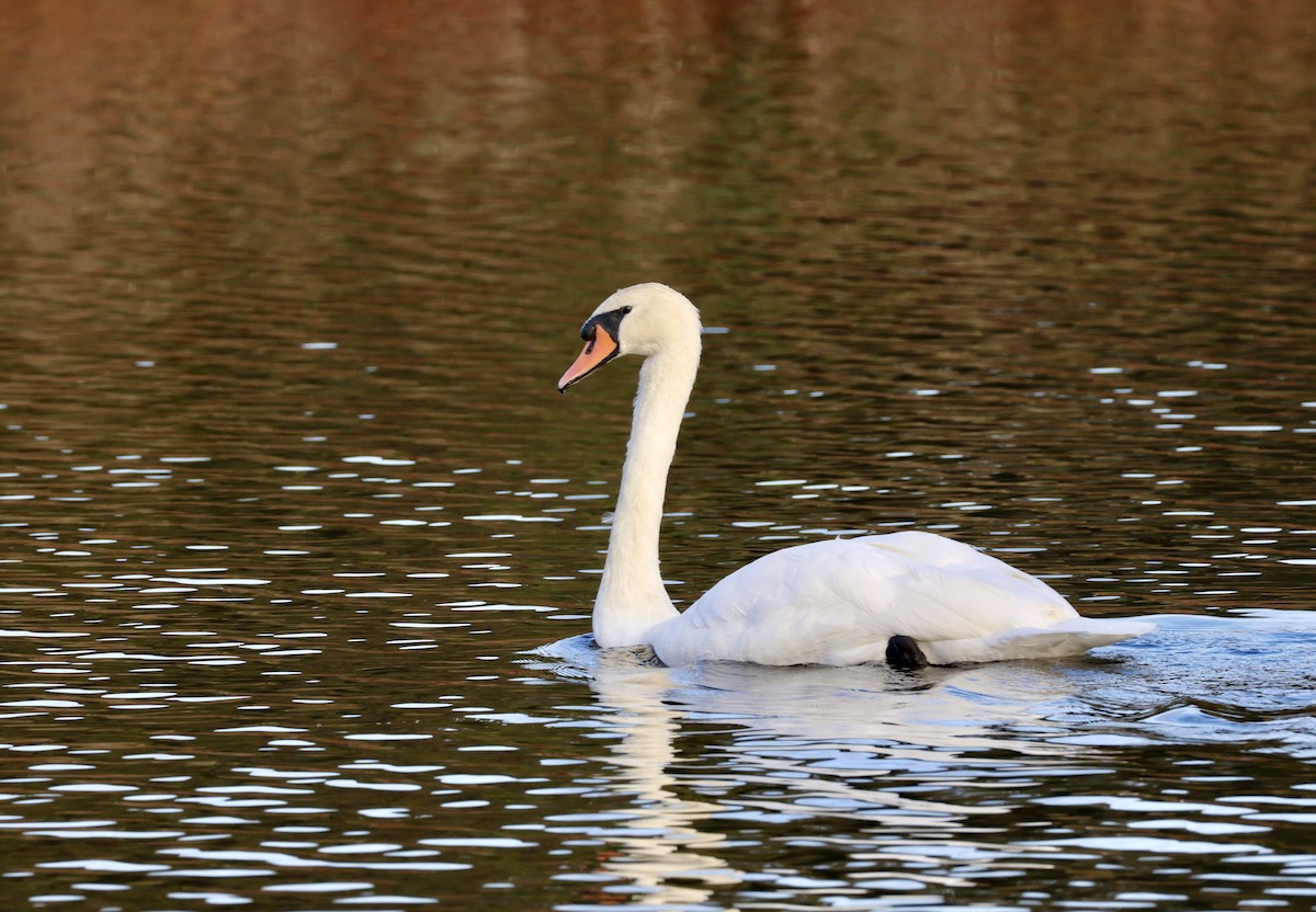 Höckerschwan - ML643575160