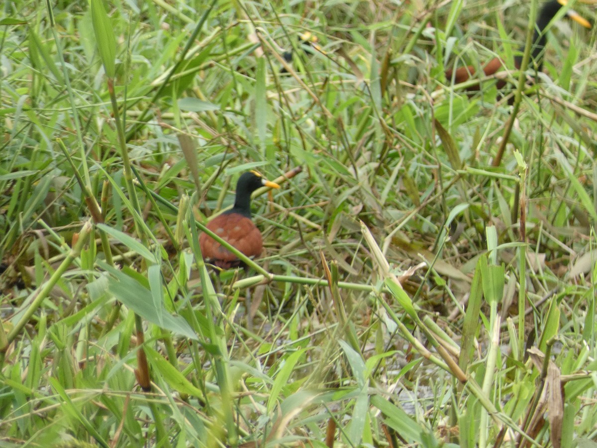 Northern Jacana - ML643575163