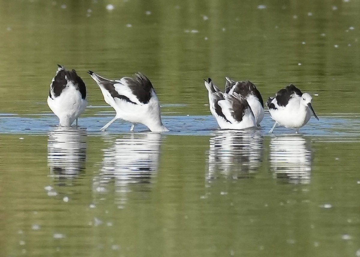 Avoceta Americana - ML643575166