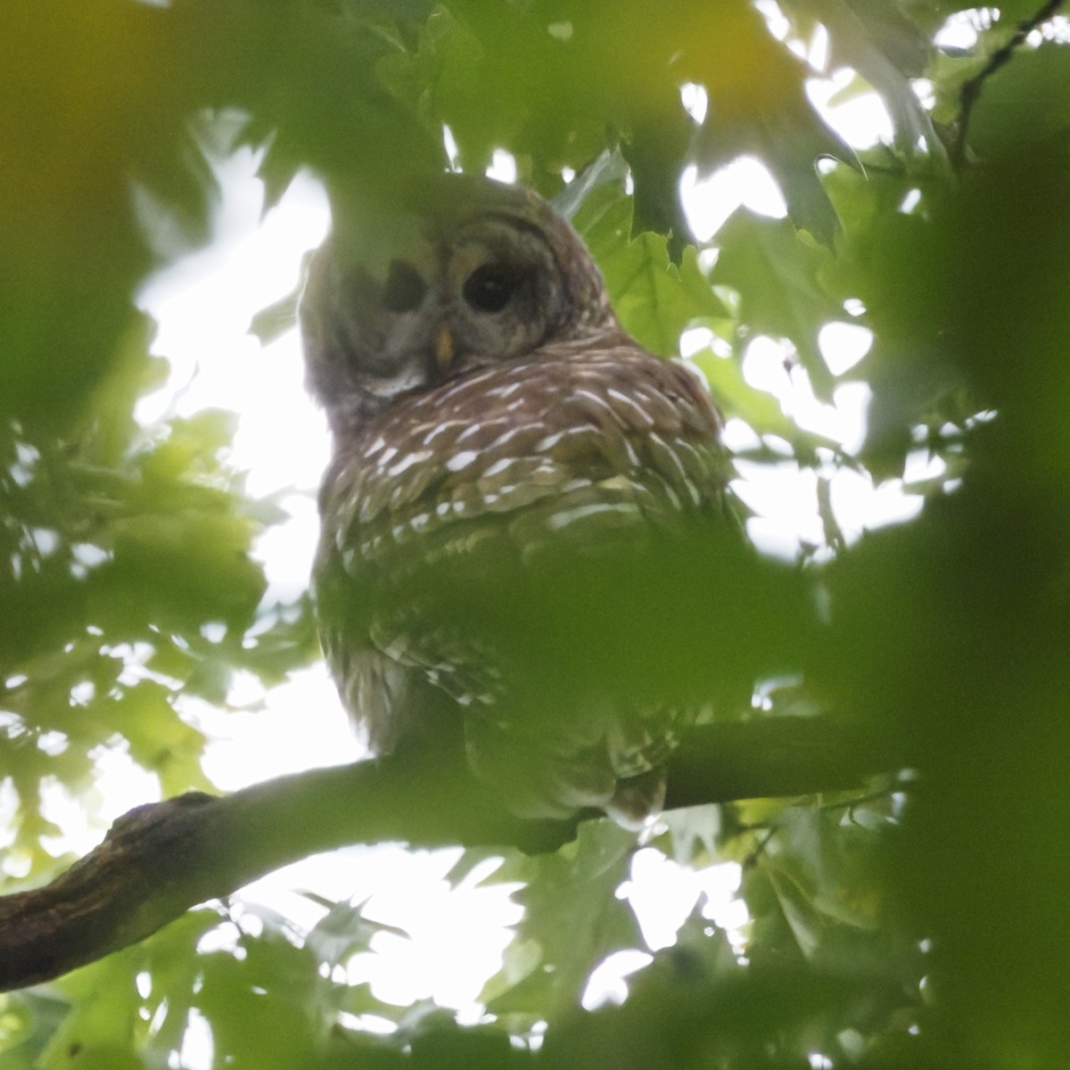 Barred Owl - ML643575181