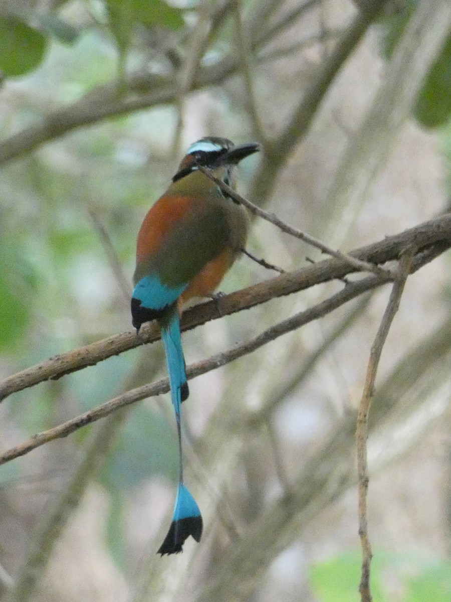 Turquoise-browed Motmot - ML643575183