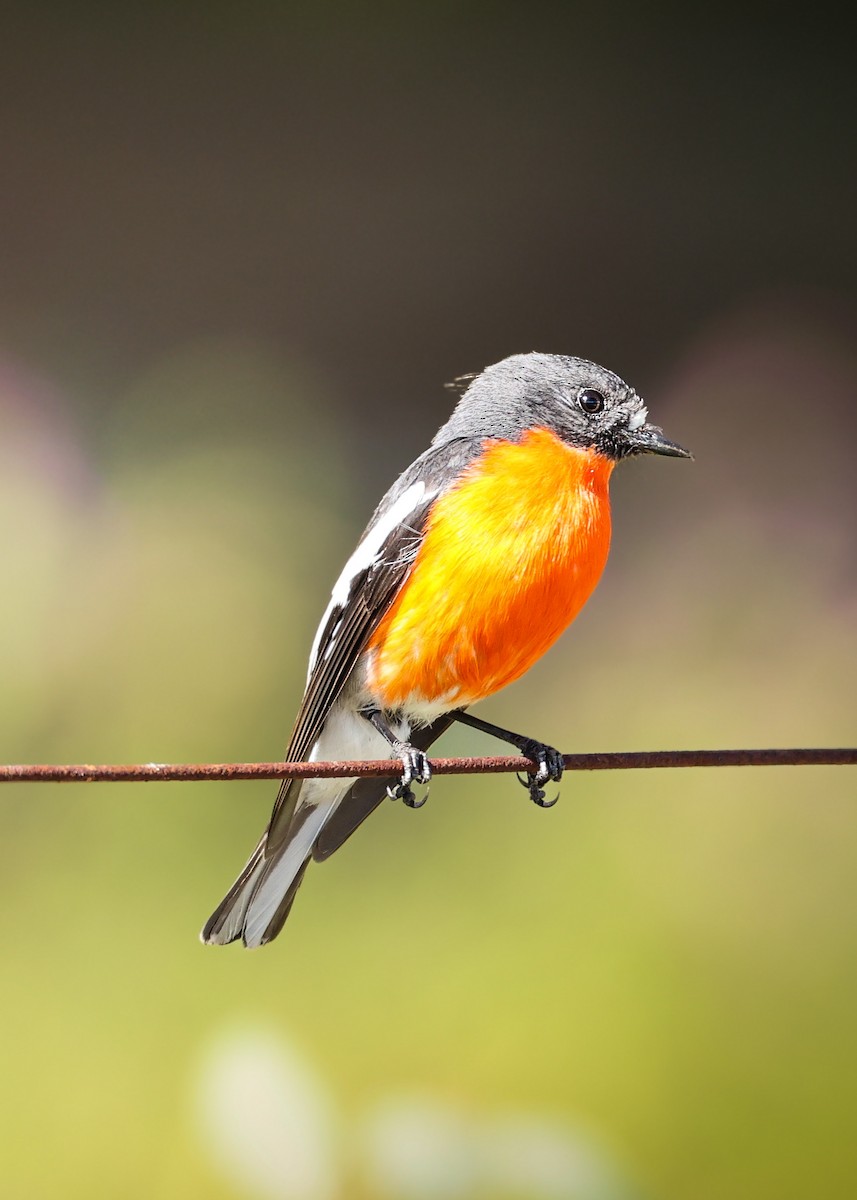 Flame Robin - ML643575184