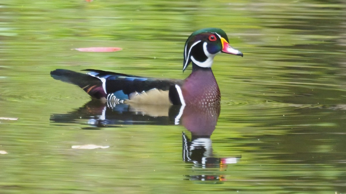 Wood Duck - ML643575185