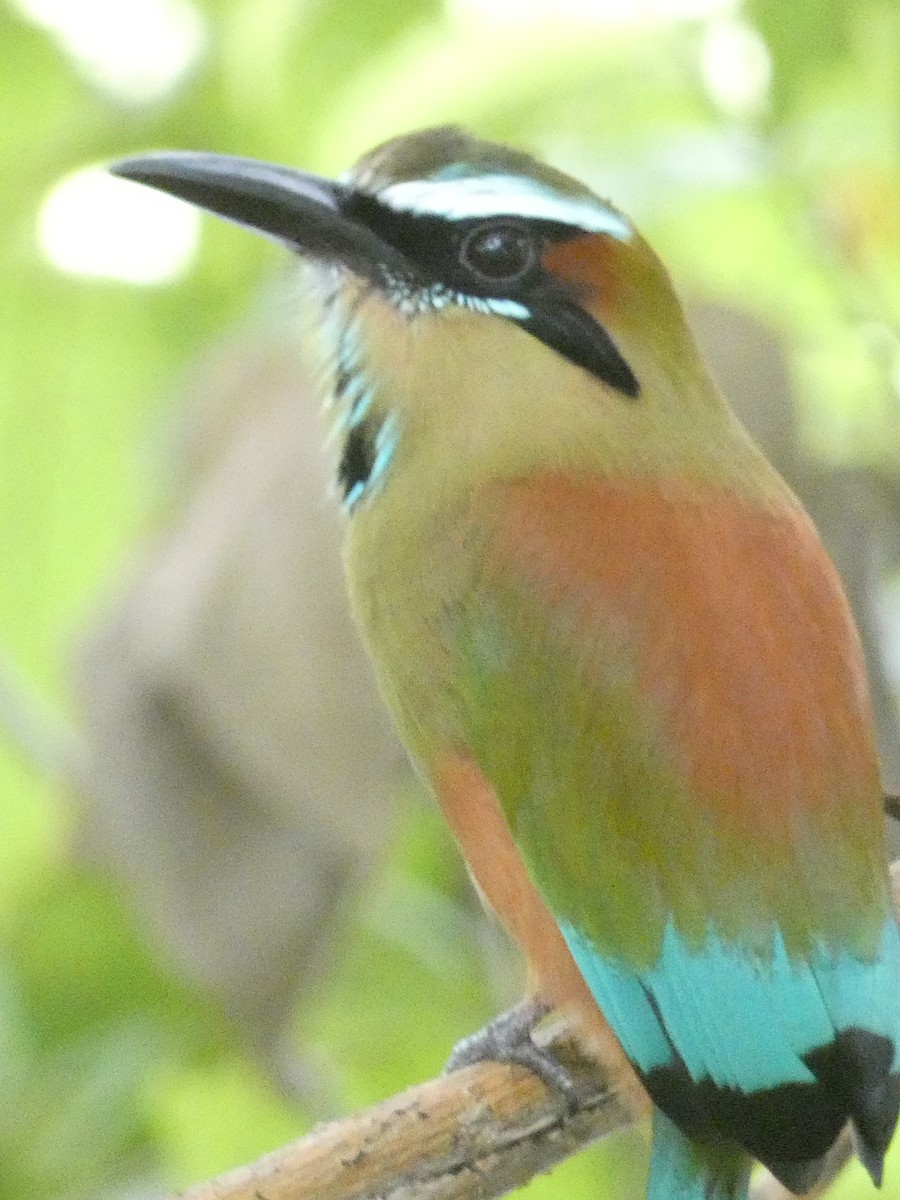 Turquoise-browed Motmot - ML643575188